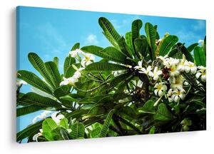 Tablou - Plumeria (90x60 cm)
