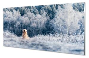 Tablouri acrilice Iarna câine de munte