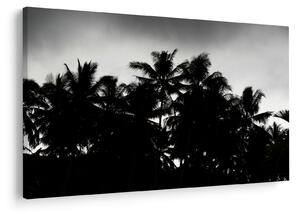 Tablou alb negru - palmieri (90x60 cm)