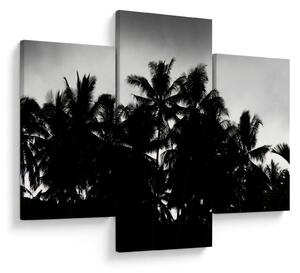 Tablou alb negru - palmieri (90x60 cm)