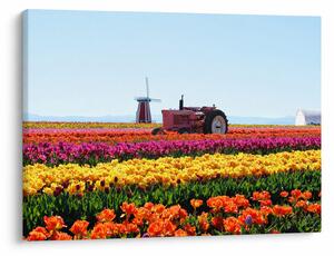 Tablou cu farma de lalele (70x50 cm)