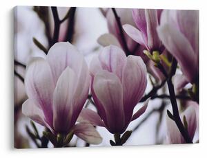 Tablou - Magnolie (70x50 cm)