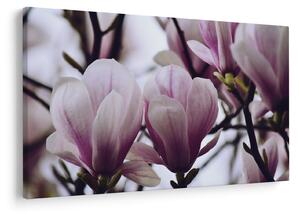 Tablou - Magnolie (90x60 cm)