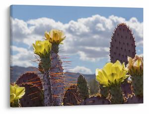 Tablou cu floarea de cactus Opunție (70x50 cm)