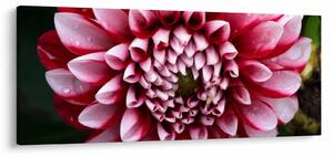 Tablou cu dalie roz (120x50 cm)