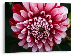 Tablou cu dalie roz (70x50 cm)