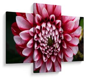 Tablou cu dalie roz (90x60 cm)