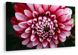 Tablou cu dalie roz (90x60 cm)