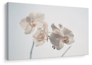 Tablou cu orhidee albă (90x60 cm)