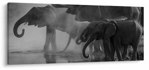 Tablou cu elefanți - albnegru (120x50 cm)