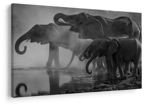 Tablou cu elefanți - albnegru (90x60 cm)