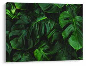 Tablou cu frunze Monstery (70x50 cm)