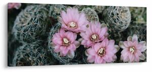 Tablou floare de cactus (120x50 cm)