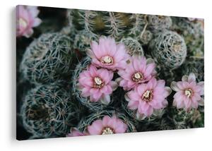 Tablou floare de cactus (90x60 cm)