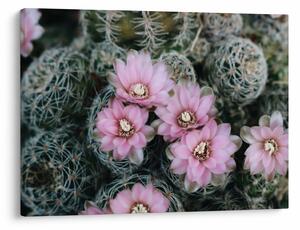 Tablou floare de cactus (70x50 cm)
