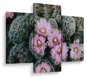 Tablou floare de cactus (90x60 cm)