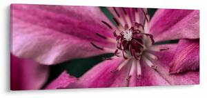 Tablou cu floarea roz de clematis (120x50 cm)