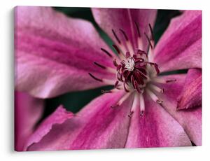 Tablou cu floarea roz de clematis (70x50 cm)