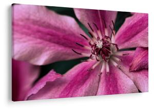 Tablou cu floarea roz de clematis (90x60 cm)