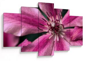 Tablou cu floarea roz de clematis (150x105 cm)