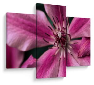 Tablou cu floarea roz de clematis (90x60 cm)