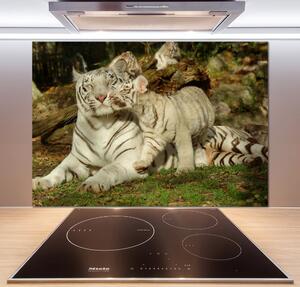 Sticlă bucătărie Tigers