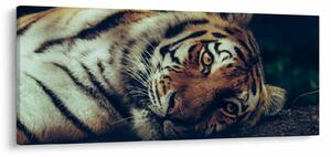 Tablou - Tigrul Siberian (120x50 cm)