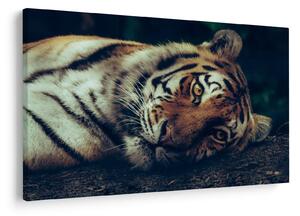 Tablou - Tigrul Siberian (90x60 cm)