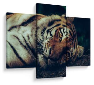 Tablou - Tigrul Siberian (90x60 cm)