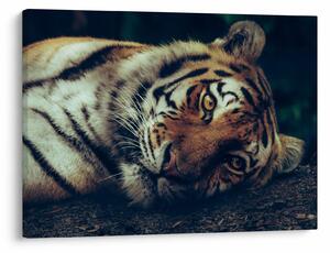Tablou - Tigrul Siberian (70x50 cm)