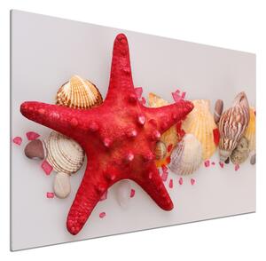 Sticlă pentru bucătărie Starfish și scoici