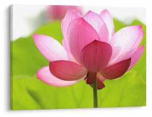 Tablou cu flori de lotus (70x50 cm)