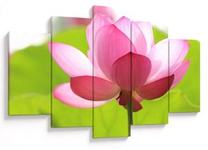 Tablou cu flori de lotus (150x105 cm)