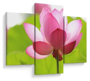 Tablou cu flori de lotus (90x60 cm)