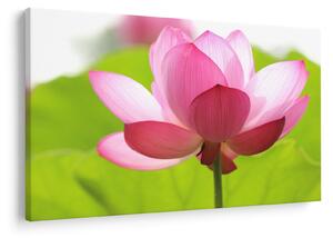Tablou cu flori de lotus (90x60 cm)