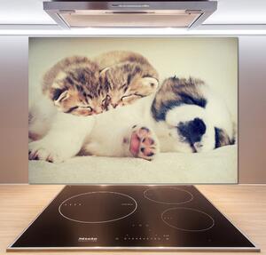Panou de bucătărie Două pisici și un câine