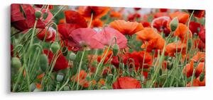 Tablou din câmp cu maci (120x50 cm)