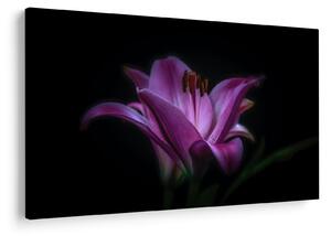 Tablou crinul (90x60 cm)