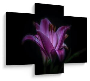 Tablou crinul (90x60 cm)