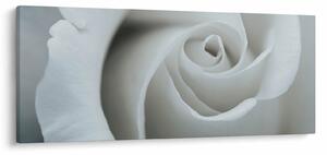 Tablou - Trandafirul alb (120x50 cm)