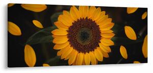 Tablou - Floarea soarelui și petale (120x50 cm)