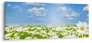 Tablou cu luncă înflorită cu margarete (120x50 cm)