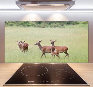 Panou sticlă decorativa bucătărie Deer cu tinere