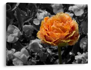 Tablou cu floare (70x50 cm)