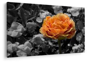 Tablou cu floare (90x60 cm)