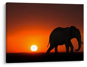 Tablou cu elefant în apus de soare (70x50 cm)