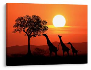 Tablou cu girafe în apus de soare (70x50 cm)