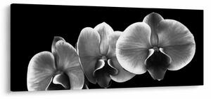 Tablou floare de orhidee (120x50 cm)