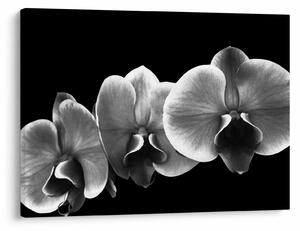 Tablou floare de orhidee (70x50 cm)