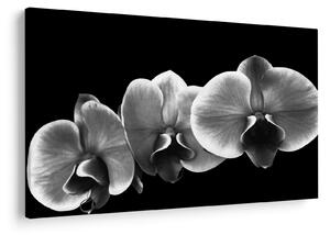 Tablou floare de orhidee (90x60 cm)